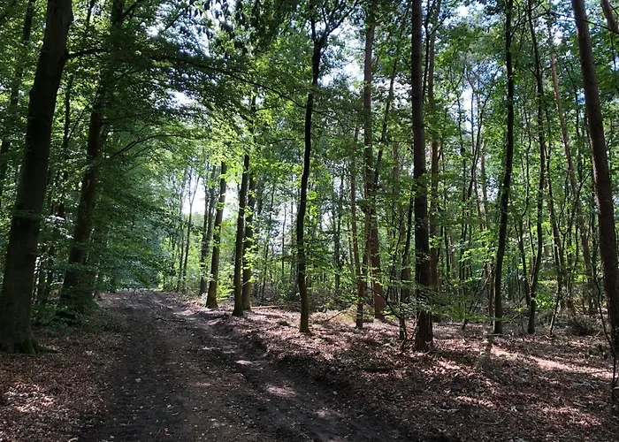 Huisjes Reewold In Rustige En Mooie Omgeving *